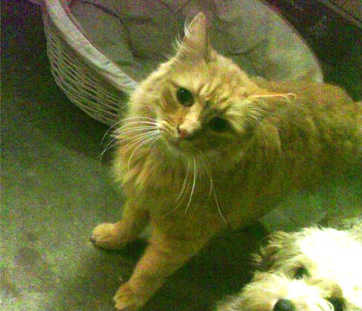 九游app下载中心-ICON：那些在欧冠留名百年的足球巨星，欧冠足球明星